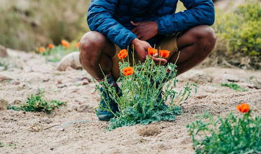 Which Flowers are Safe for Human Consumption?