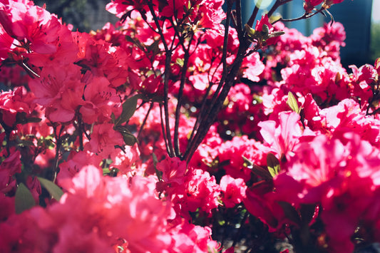 Azalea plants keep getting prettier for weeks