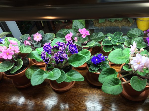 African Violets