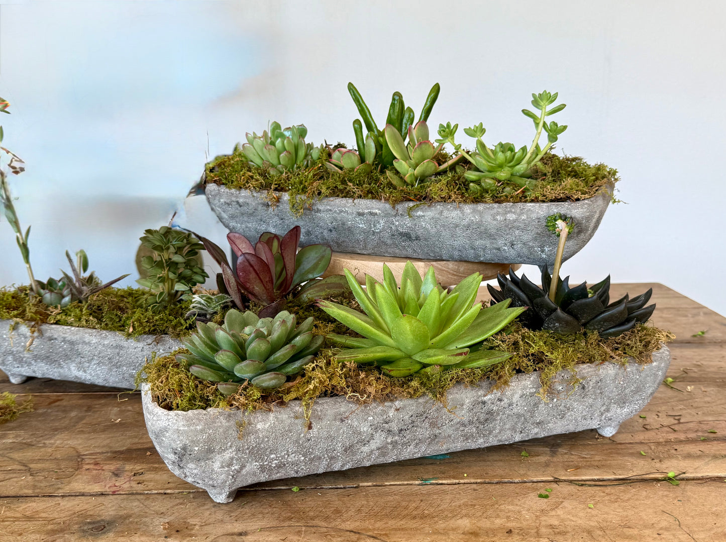Succulents in Ceramic Stone