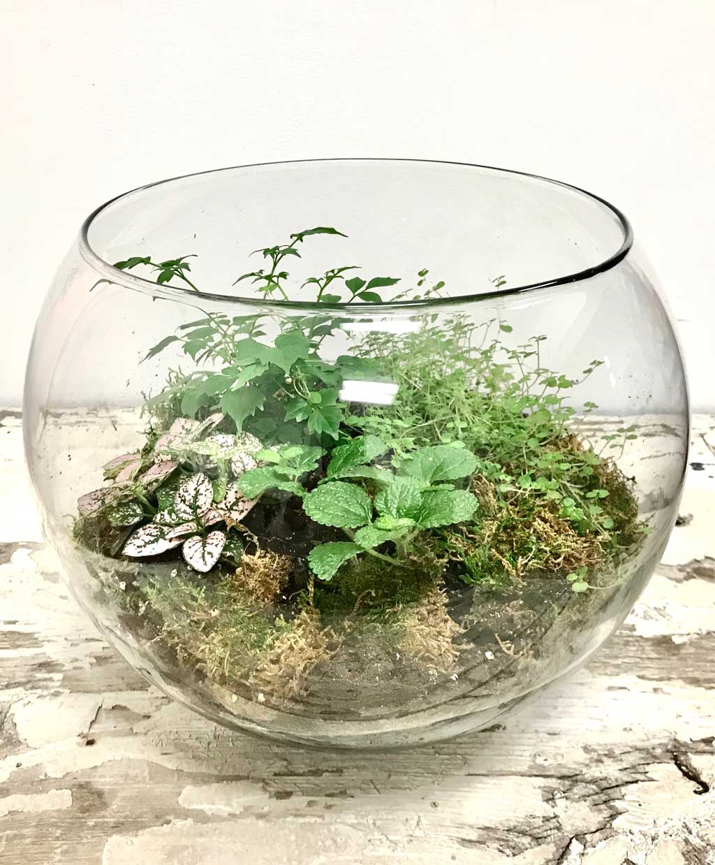 terrarium plants atlanta Assorted Plants Terrarium – Wright Flower Company
