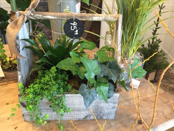 Planter in Wooden Box with Lush Green Plants