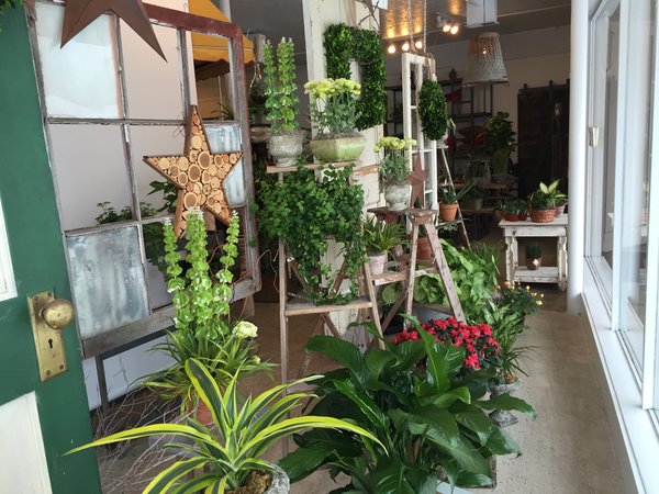 Plants