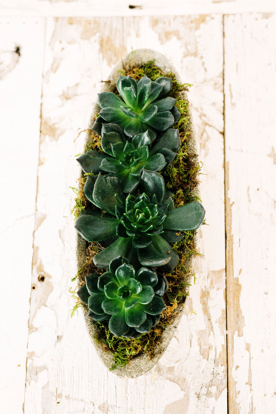 Succulents in Ceramic Stone