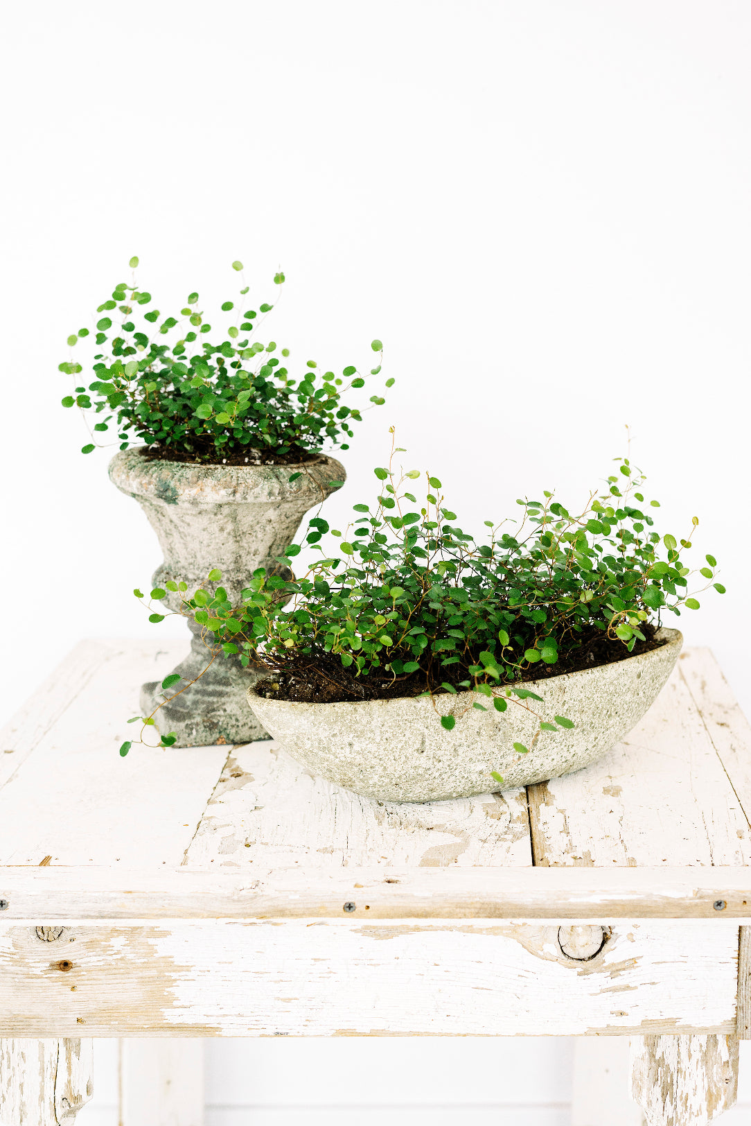 indoor vine planter Angel Vine Planters – Wright Flower Company
