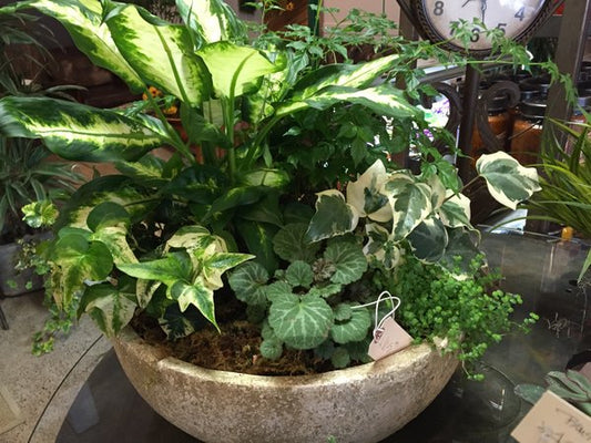 Cement Planter with Lush Green Plants