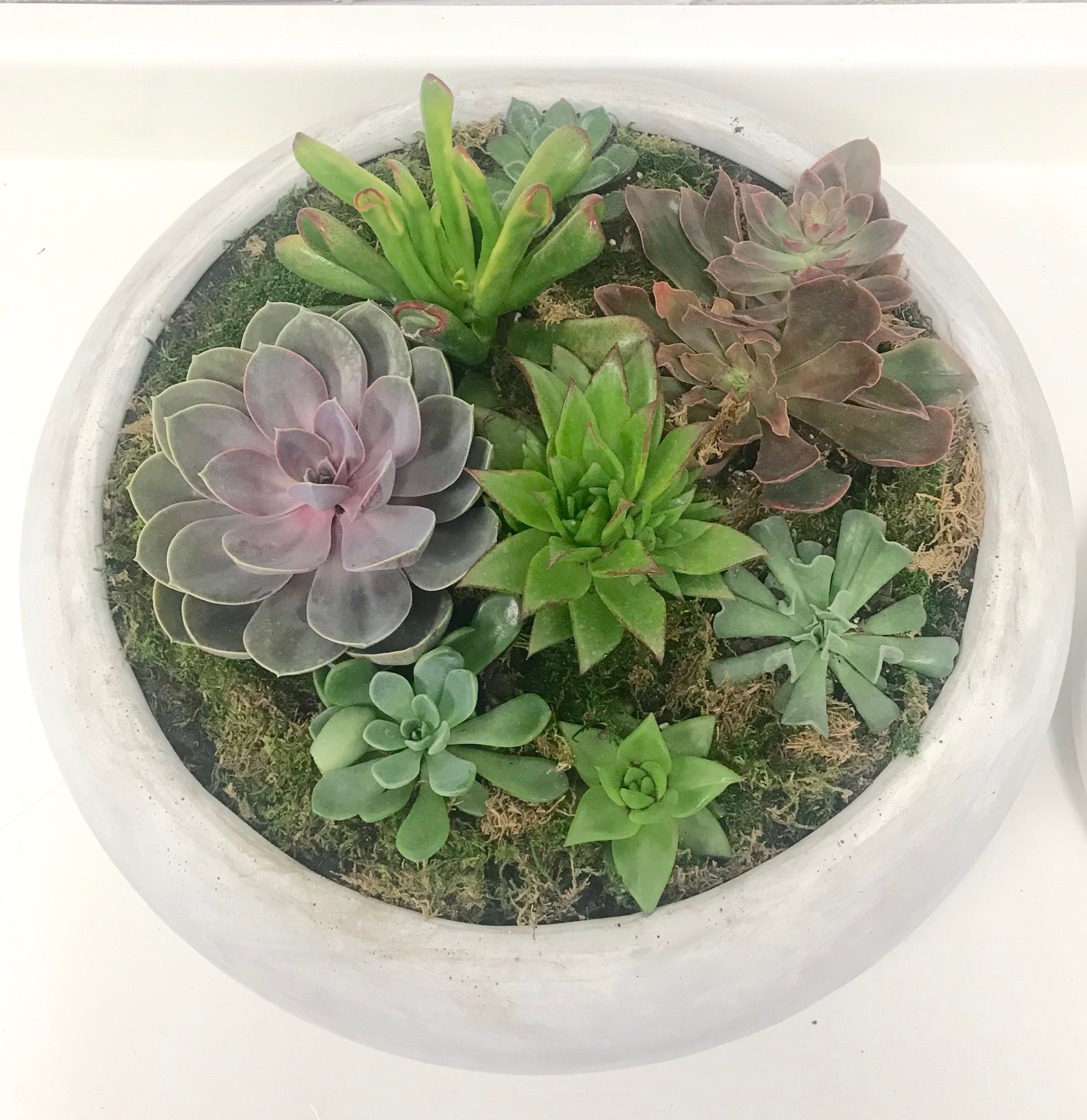 cement succulent planter Ceramic Cement Planter – Wright Flower Company