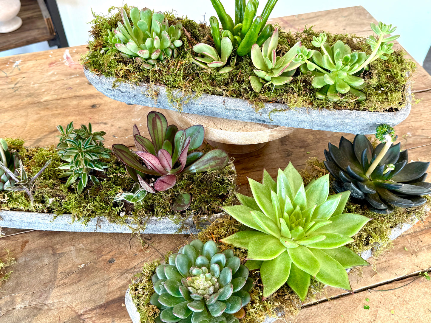 Succulents in Ceramic Stone