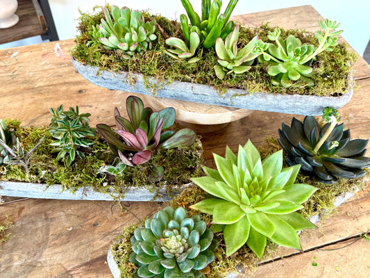 Succulents in Ceramic Stone